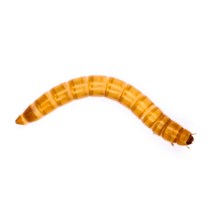 Swell Live Mealworms Bulk-Pack