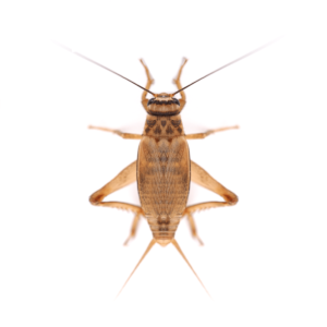Swell Live Silent Brown Crickets Pre-Pack